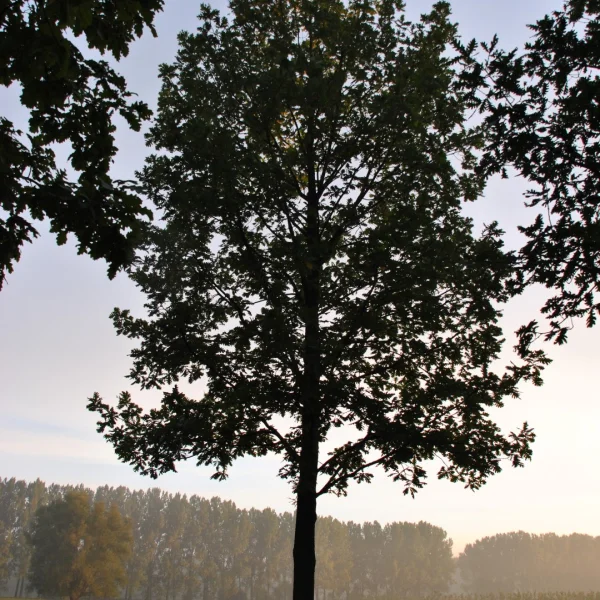 Quercus frainetto FOREST GREEN ('Schmidt')
