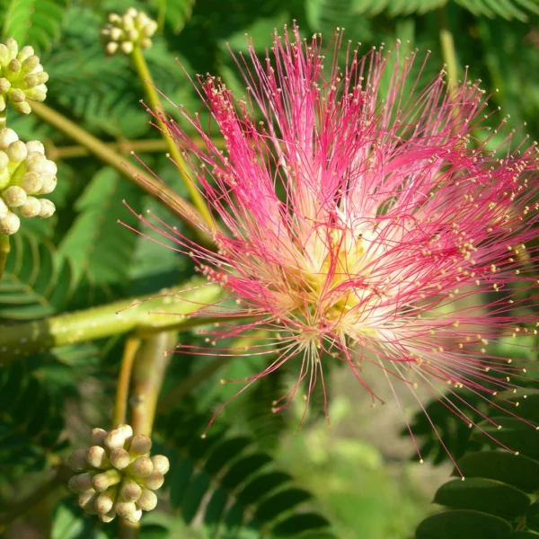 Albizia julibrissin