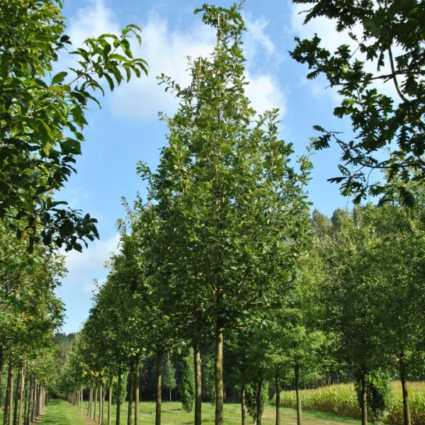 Quercus frainetto 'Trump'