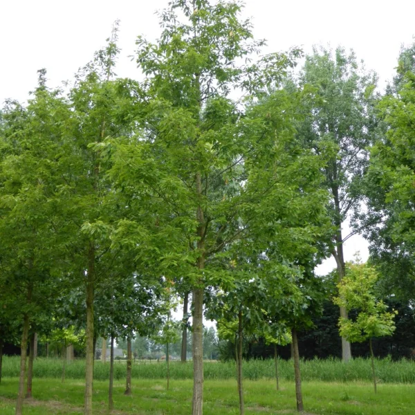Quercus glandulifera