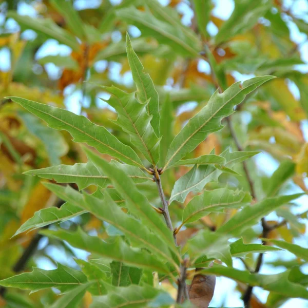 Quercus ×heterophylla
