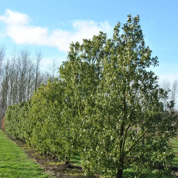 Quercus ×hispanica – Spaanse eik