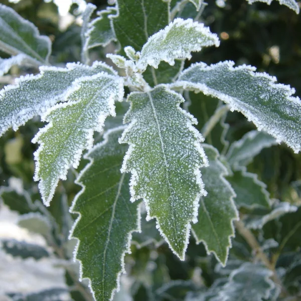 Quercus ×hispanica 'Fulhamensis'