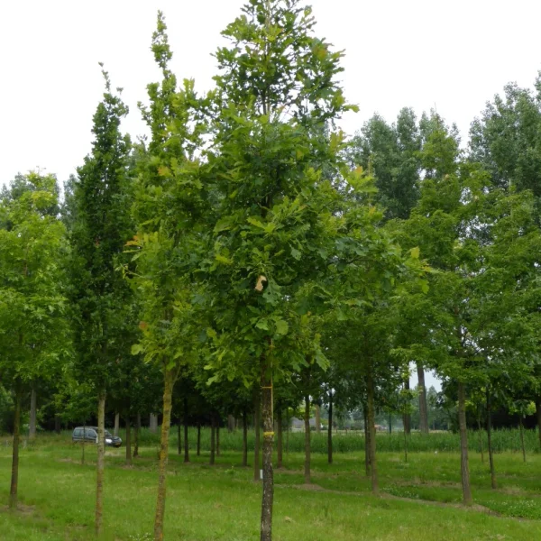 Quercus lyrata