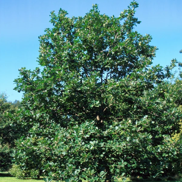 Quercus macranthera – Perzische eik