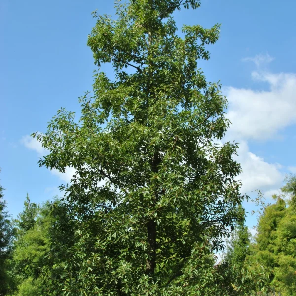 Quercus 'Mauri'