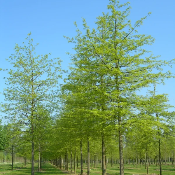 Quercus palustris – Moeraseik