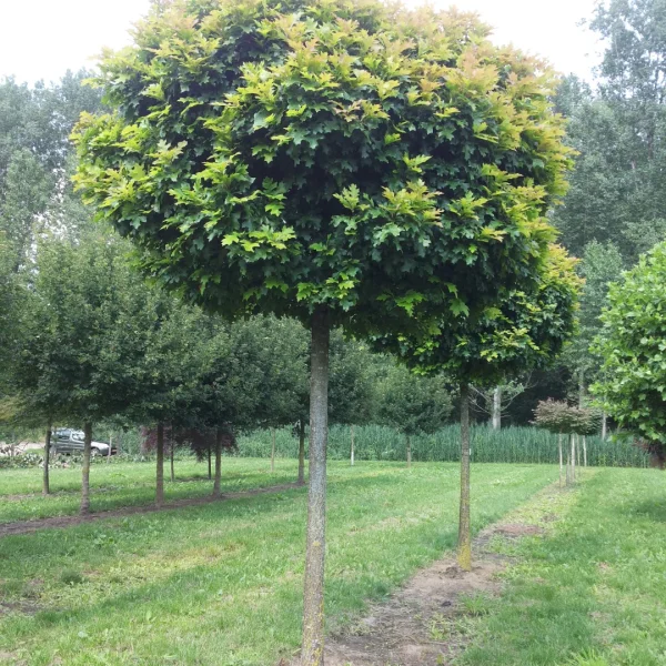 Quercus palustris 'Green Dwarf'