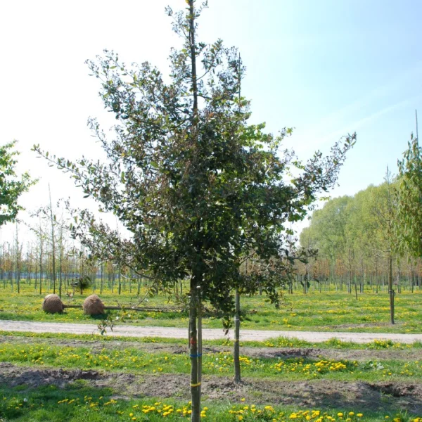 Quercus phillyreoides – Japanse steeneik