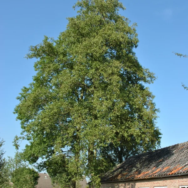 Alnus cordata – Hartbladige els