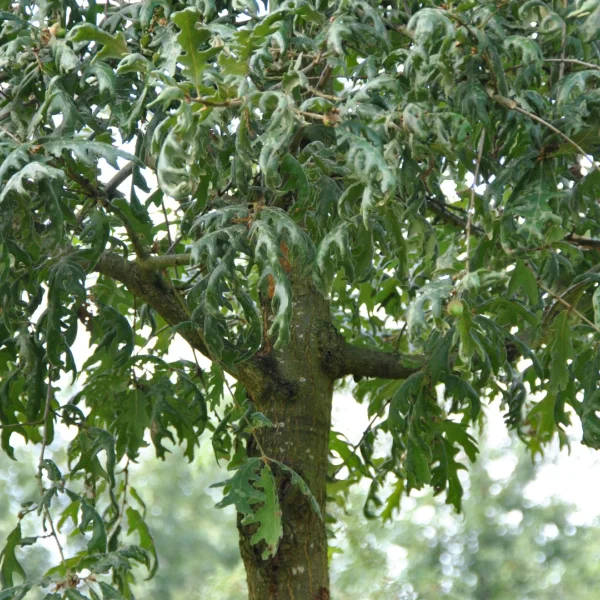 Quercus pyrenaica 'Pendula'