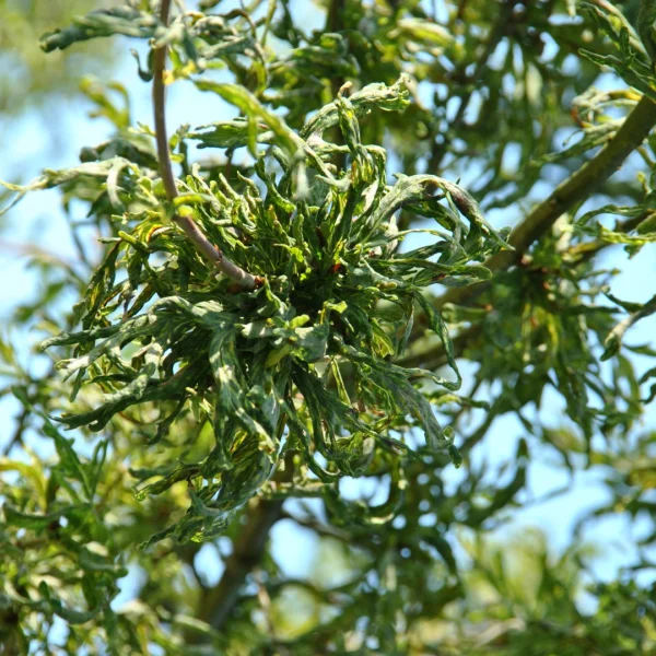 Quercus robur 'Irtha'