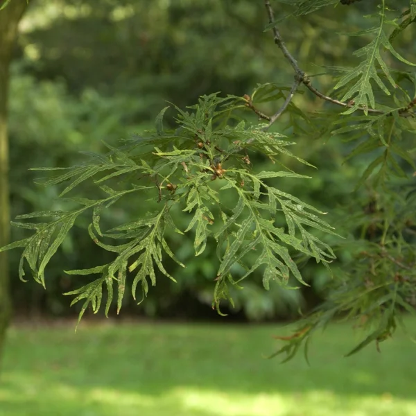Quercus robur 'Pectinata'