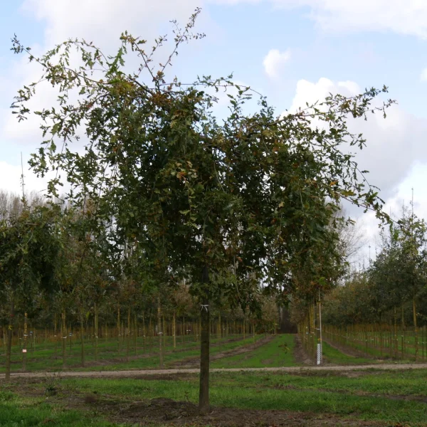 Quercus robur 'Pendula' – Treureik