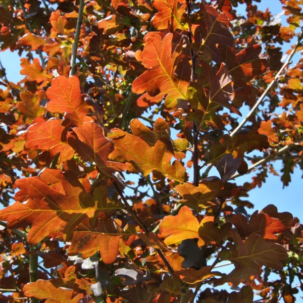Quercus robur 'Purpurascens'