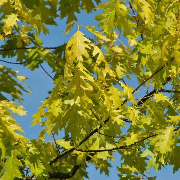 Quercus rubra 'Magic Fire'
