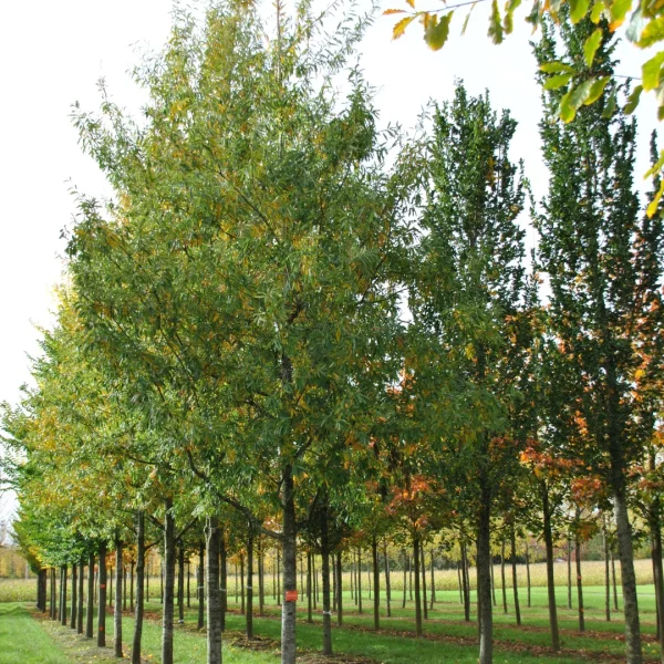 Quercus ×schochiana