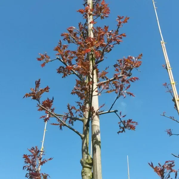 Quercus texana 'New Madrid'