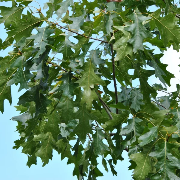 Quercus velutina 'Albertsii'