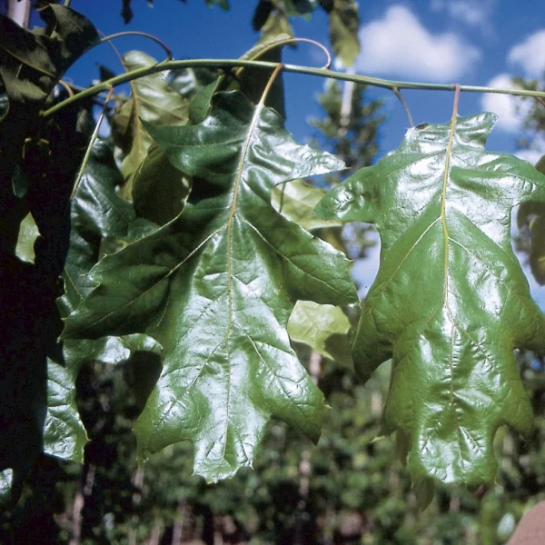 Quercus velutina 'Magnifica'