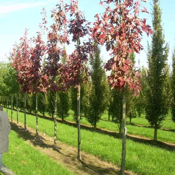 Quercus velutina 'Rubrifolia'