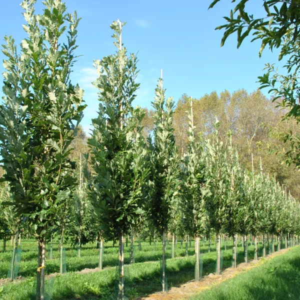 Quercus ×warei KINDRED SPIRIT ('Nadler')