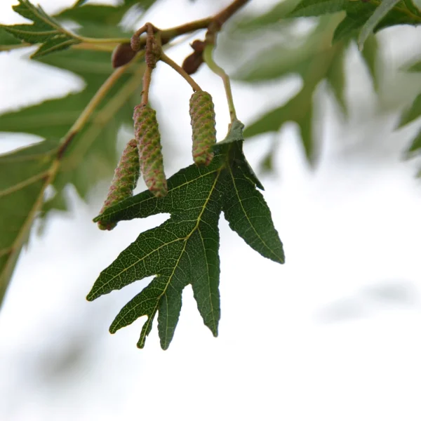 Alnus glutinosa 'Laciniata'
