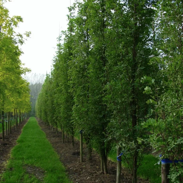Robinia pseudoacacia 'Pyramidalis'