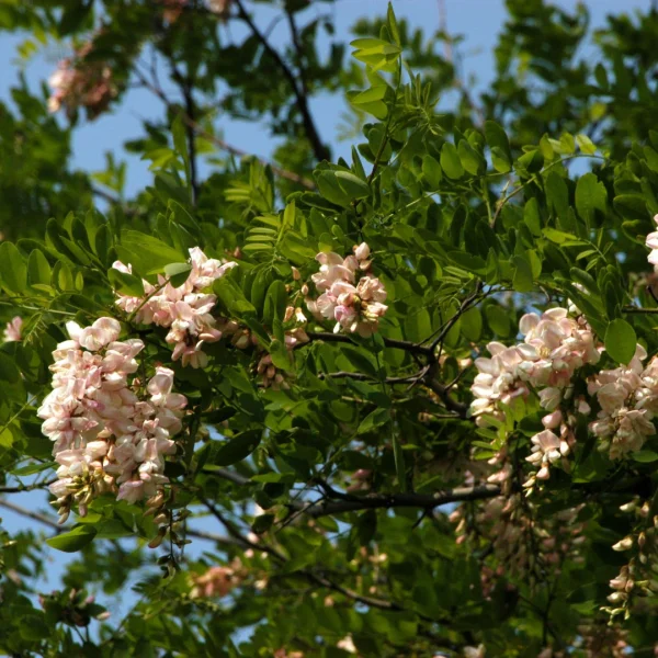 Robinia pseudoacacia 'Sandraudiga'