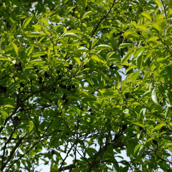 Alnus japonica – Japanse els