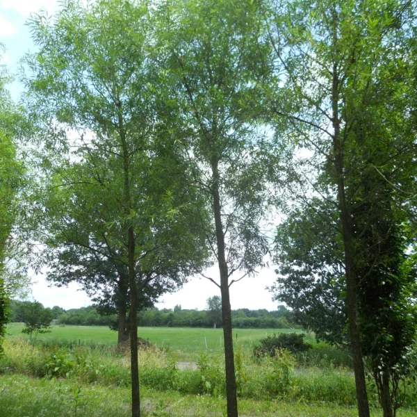 Salix alba subsp. vitellina