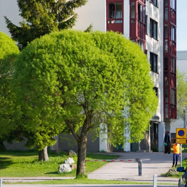 Salix fragilis 'Bullata'