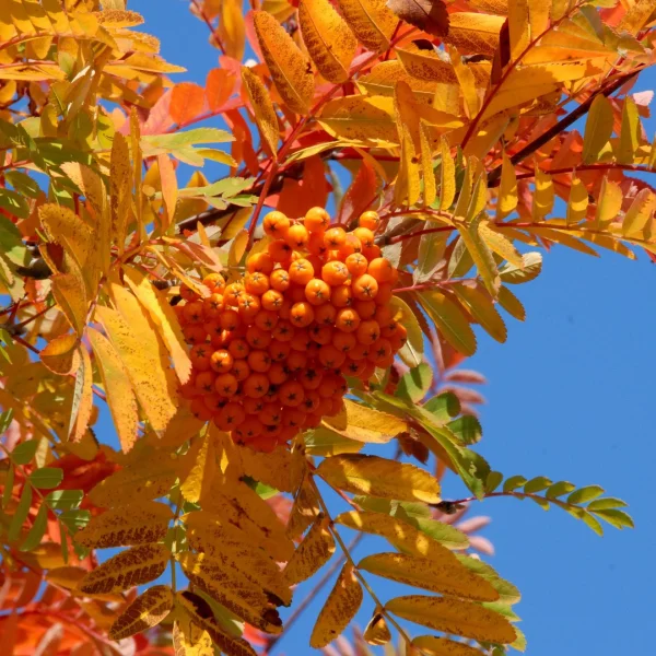 Sorbus ×arnoldiana 'Golden Wonder'