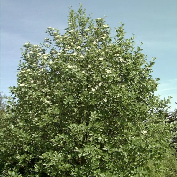 Sorbus latifolia – Breedbladige meelbes