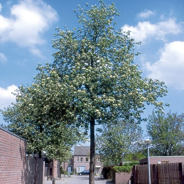 Sorbus latifolia 'Atrovirens'