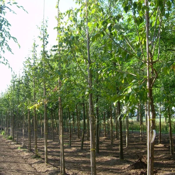Syringa pekinensis 'Zang Zhiming'