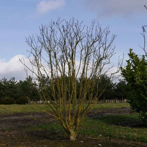 Syringa vulgaris 'Michel Buchner' – Gewone sering (cv)