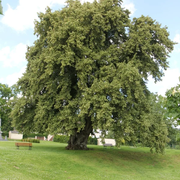 Tilia cordata – Winterlinde, Kleinbladige linde
