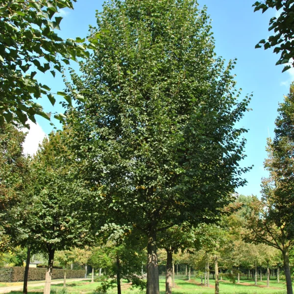Tilia cordata 'Roelvo'