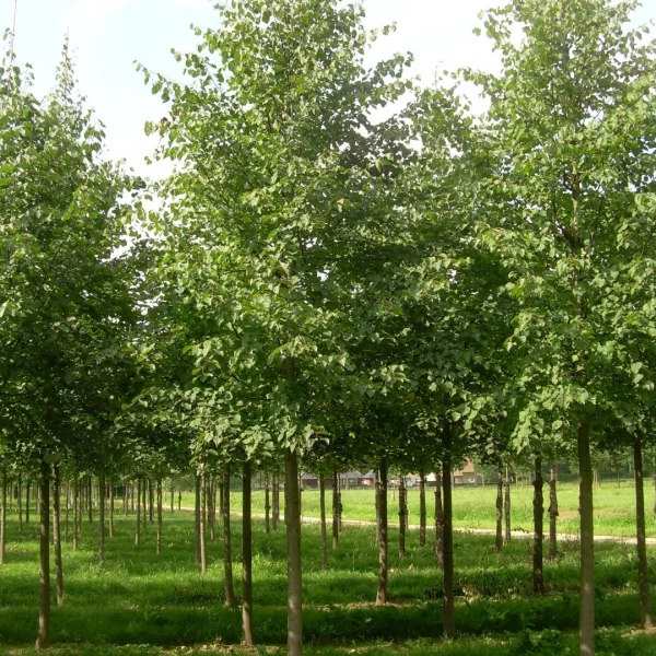 Tilia cordata 'Savaria'