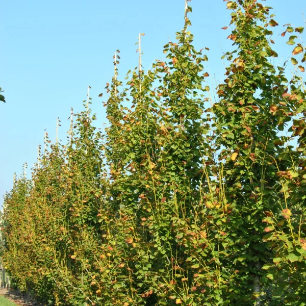 Tilia platyphyllos 'Pyramidalis Aurea'