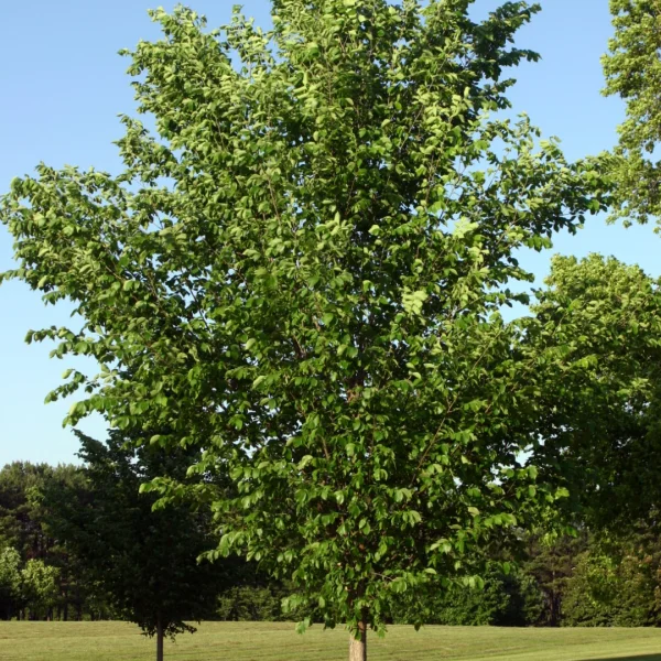 Ulmus americana 'Princeton'