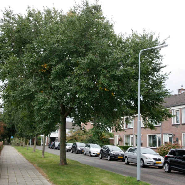 Ulmus ×hollandica 'Pioneer'