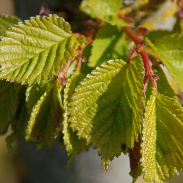 Ulmus ×hollandica 'Vegeta'