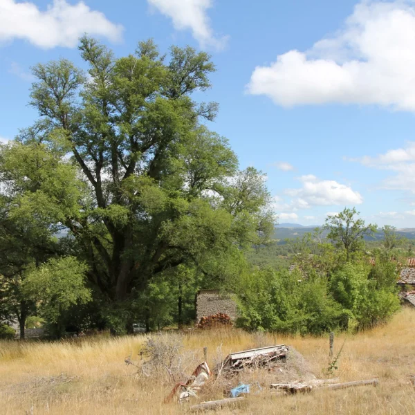 Ulmus minor – Veldiep, Gladde iep