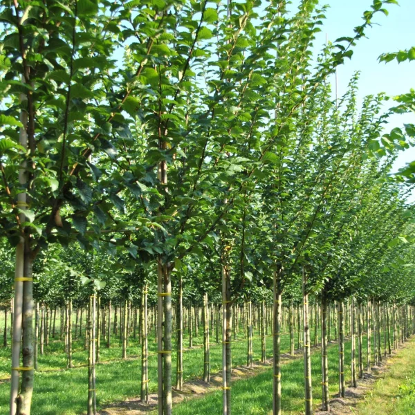 Ulmus VADA ('Wanoux')