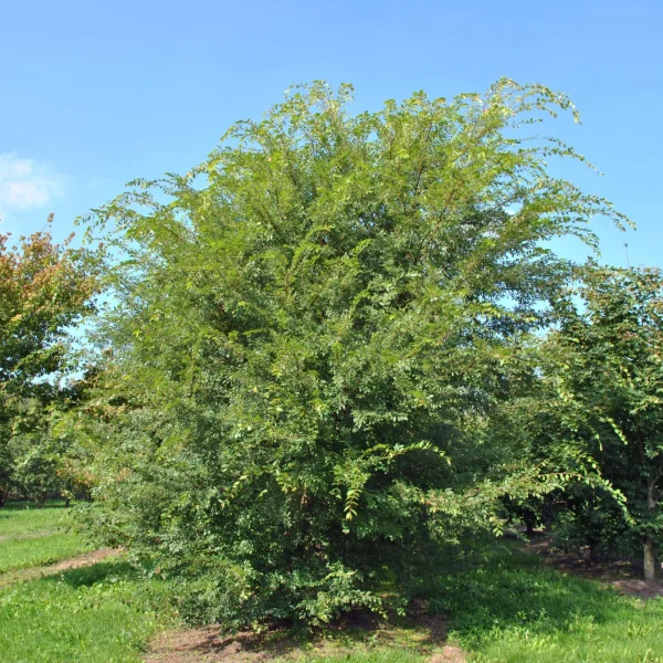 Ulmus parvifolia – Chinese iep, kleinbladige iep