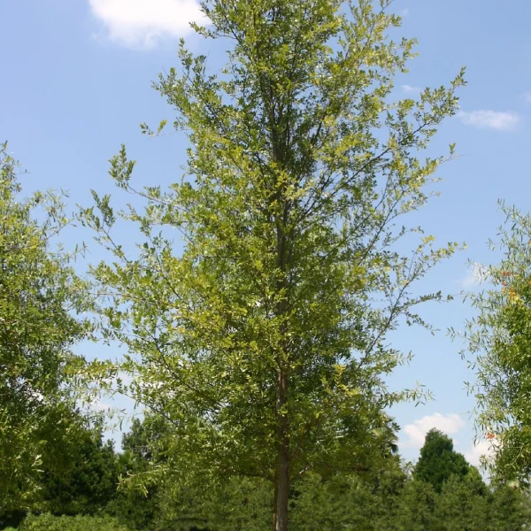 Ulmus parvifolia BOSQUE ('UPMTF')