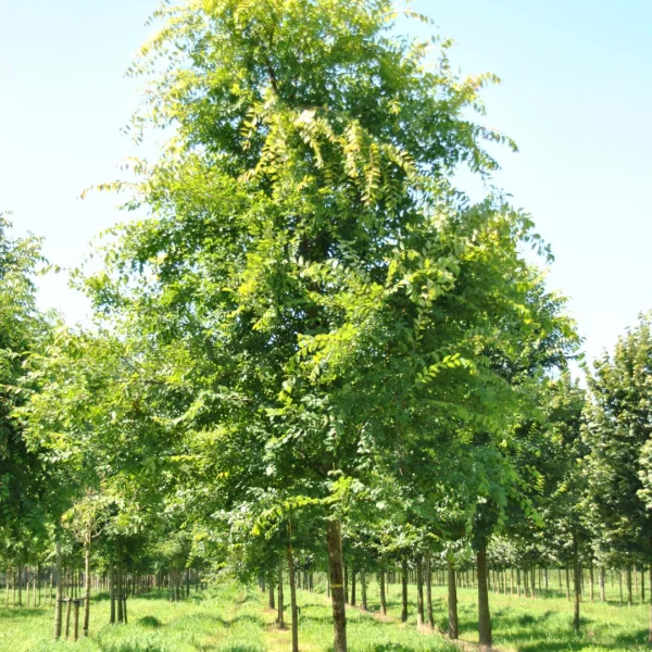 Ulmus parvifolia 'Dynasty'