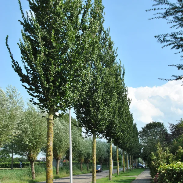 Ulmus 'Columella'